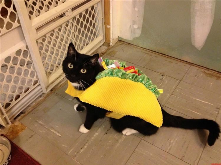  tacocat