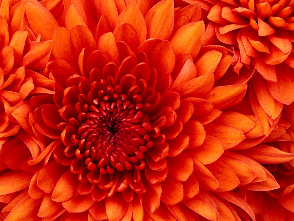 Picture of a Chrysanthemum