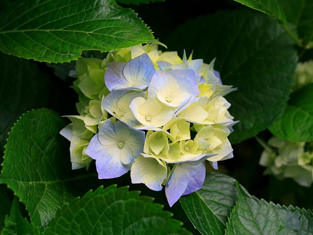 picture of Hydrangeas