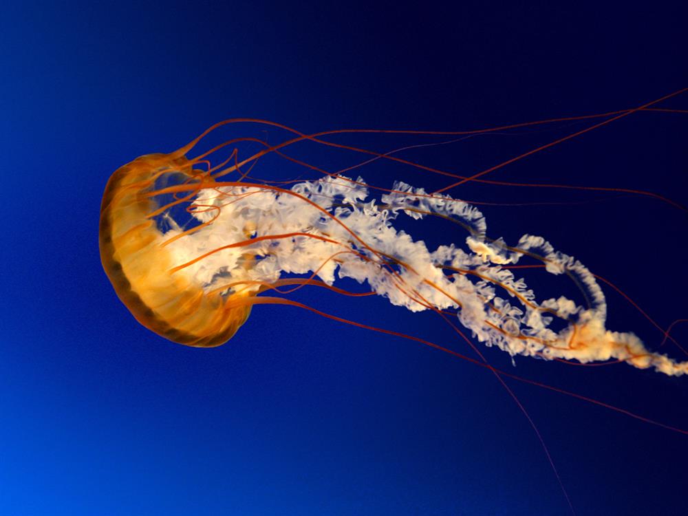 Picture of a jellyfish