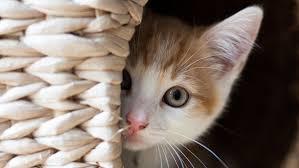 Kitten behind a basket