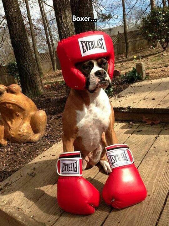 boxer boxing 